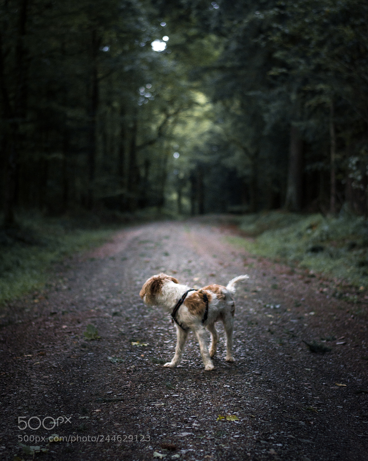 Nikon D7200 sample photo. Looking back photography