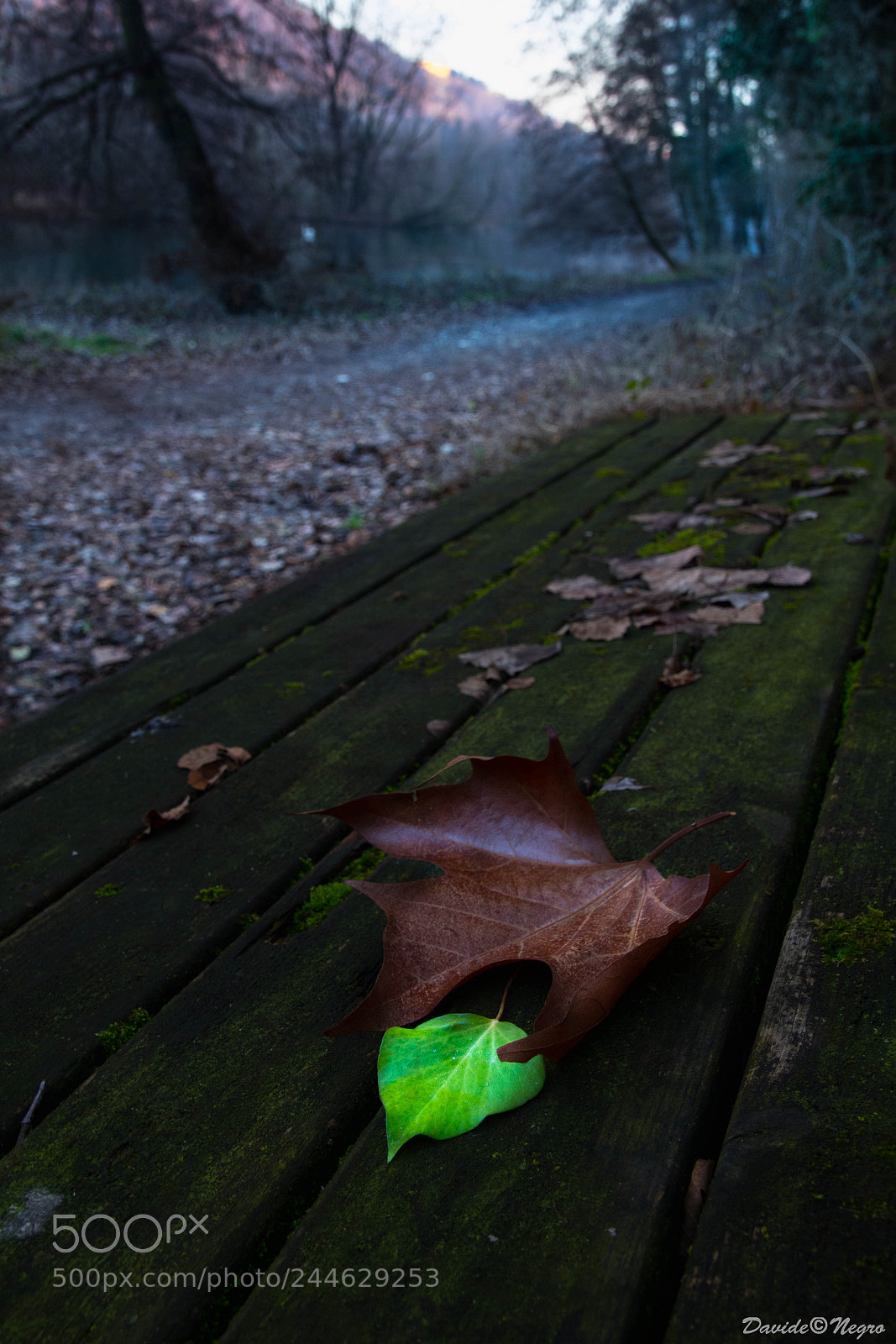 Nikon D7100 sample photo. Fogliolina photography