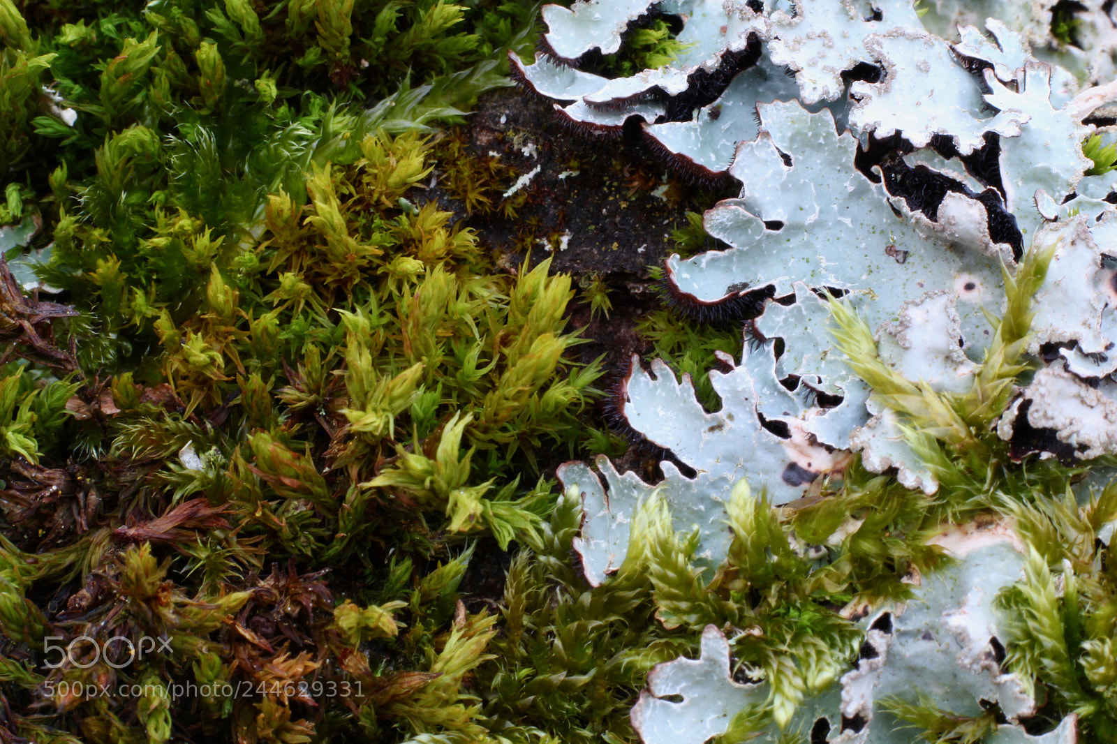 Canon EOS 60D sample photo. Moss photography