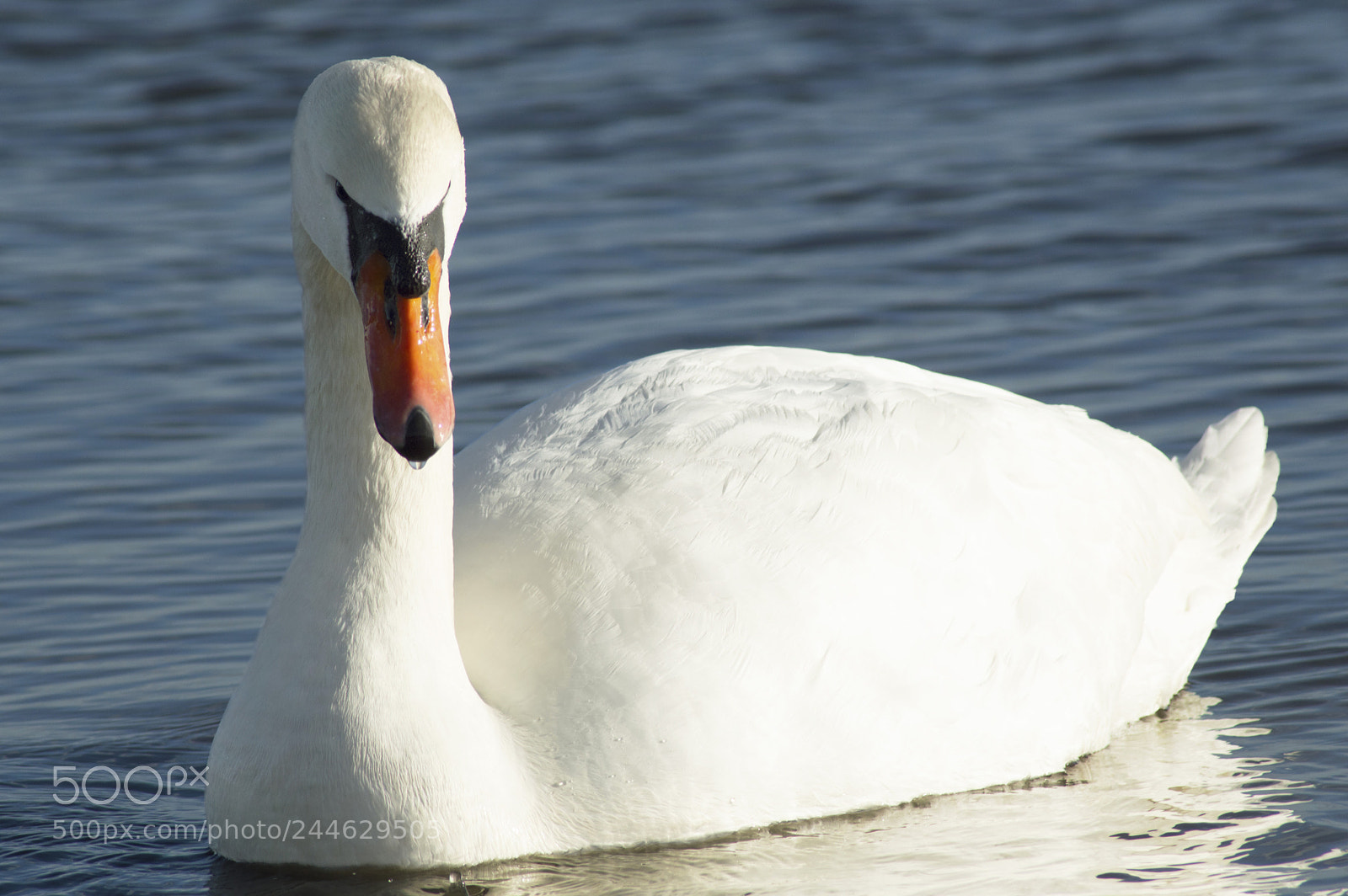 Nikon D3200 sample photo. Swan vista photography