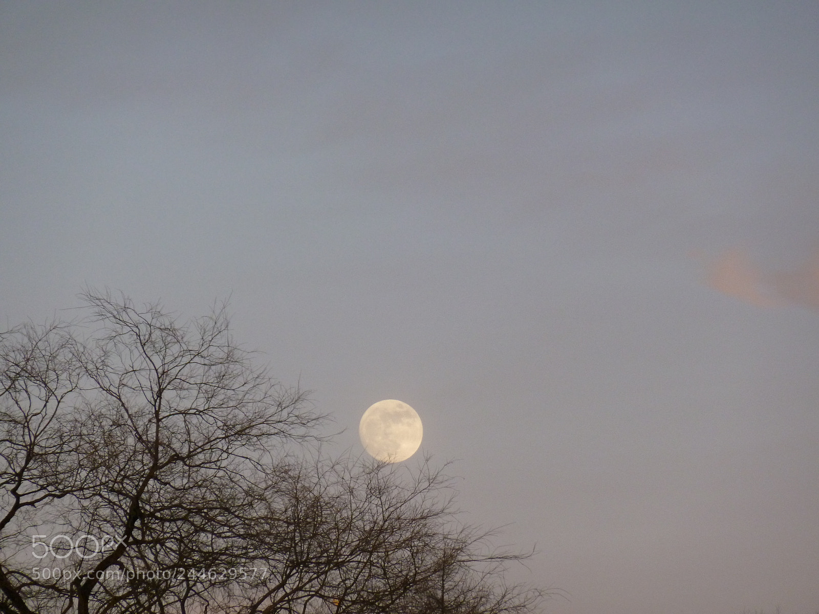 Panasonic Lumix DMC-ZS5 (Lumix DMC-TZ8) sample photo. Baum kuschelt mit dem photography