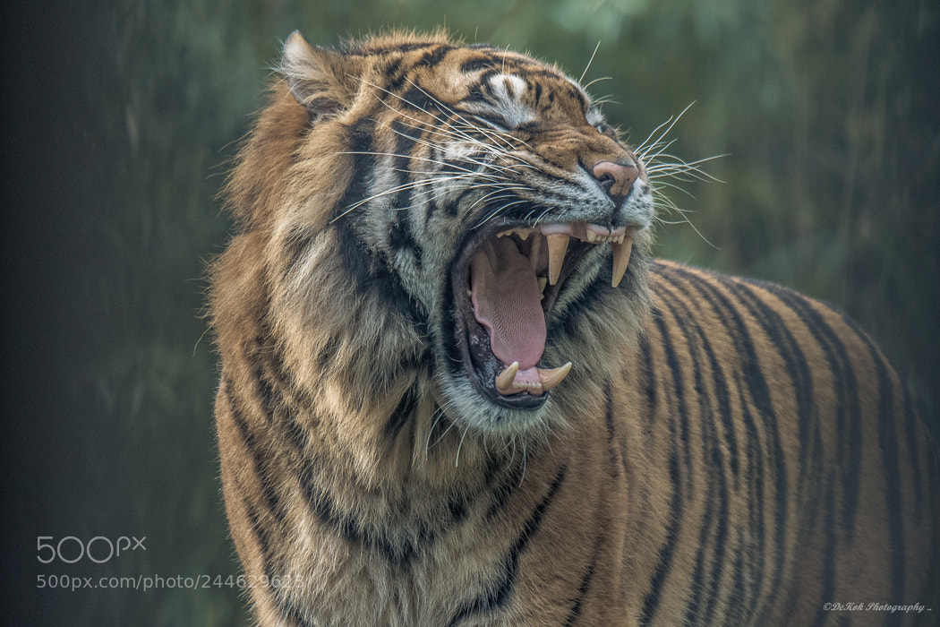 Nikon D500 sample photo. Grrr sumatran photography