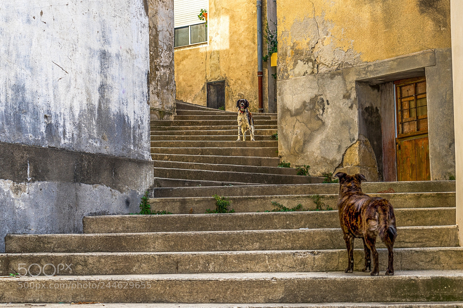 Sony a7 sample photo. The meeting photography