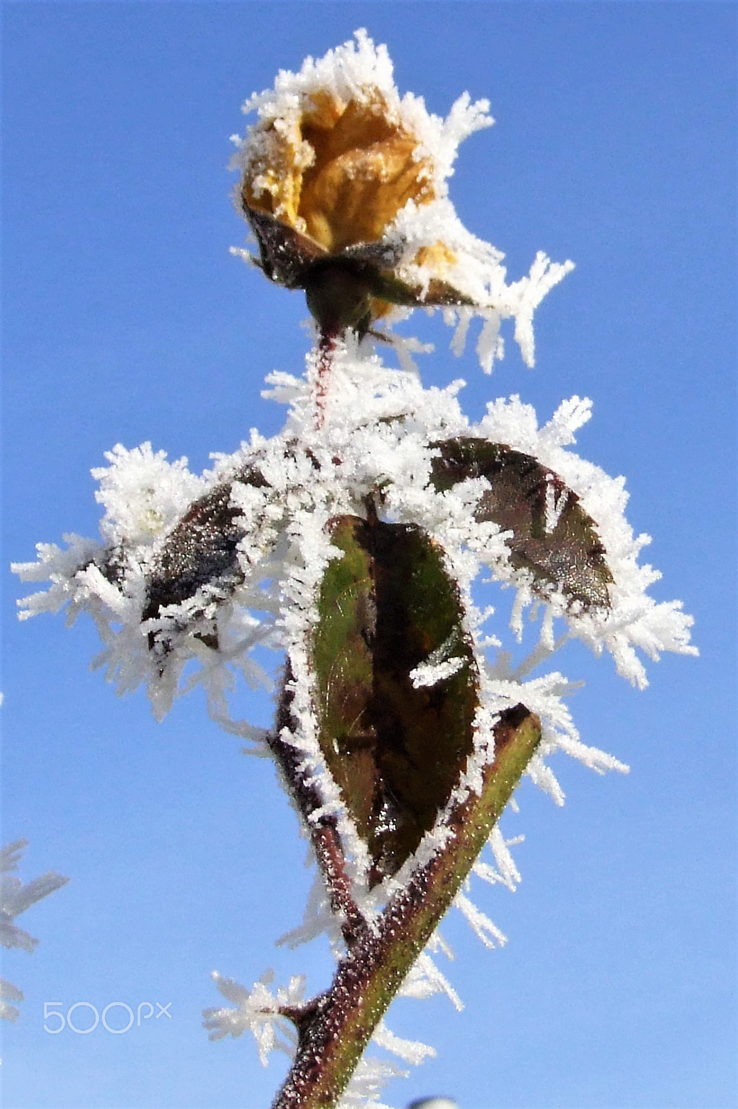 Fujifilm FinePix S9500 sample photo. Winter rose photography