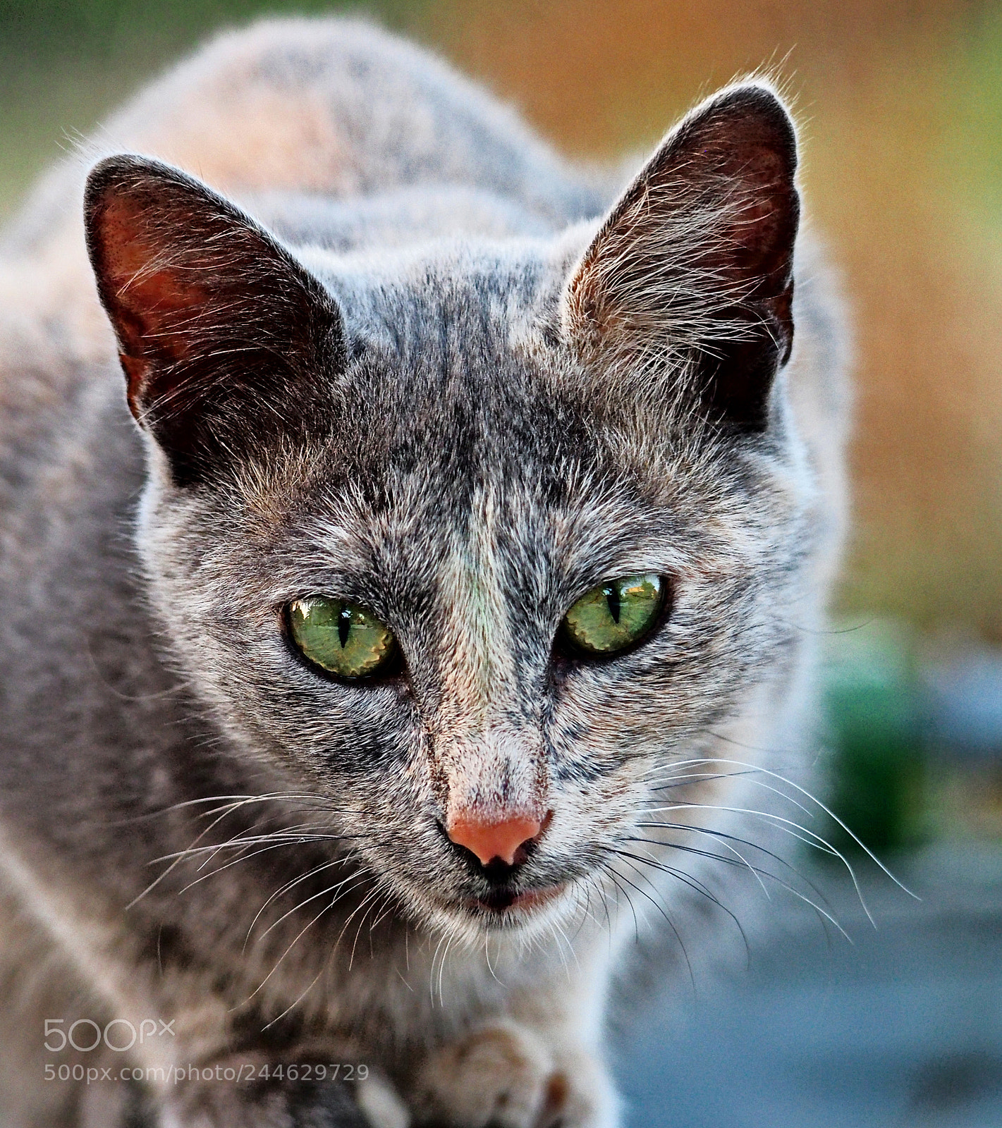 Olympus OM-D E-M5 sample photo. Local stray-cat lemnos photography
