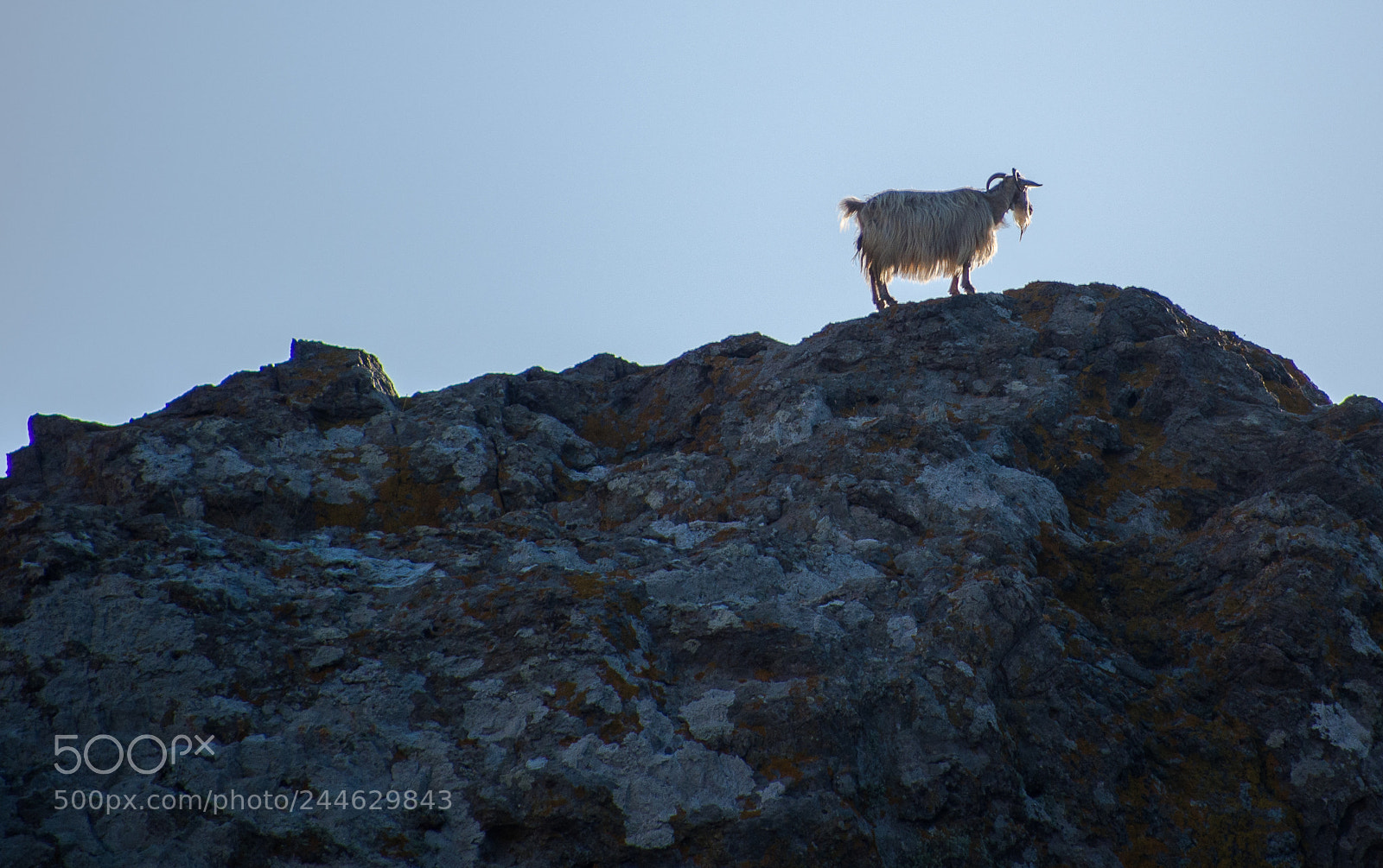 Olympus OM-D E-M5 sample photo. Wild ram - myrina photography