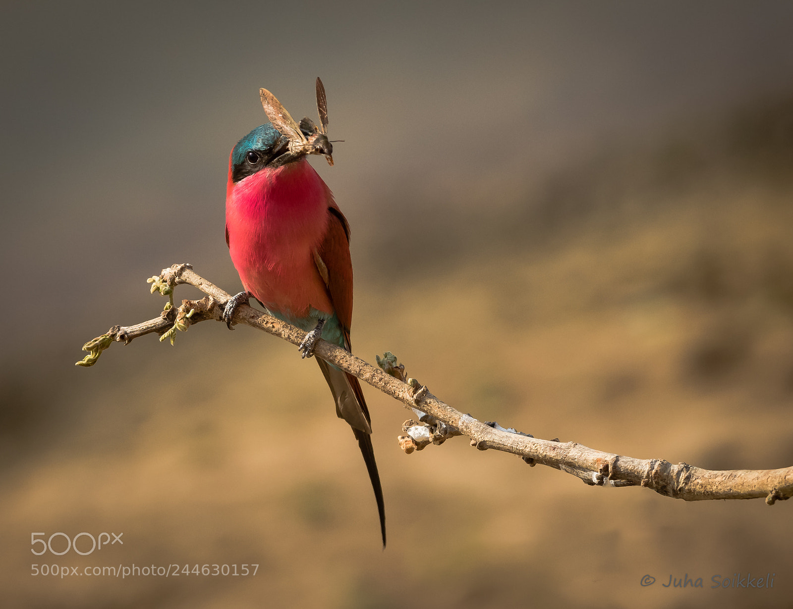 Nikon D810 sample photo. Carmine bee eater. photography
