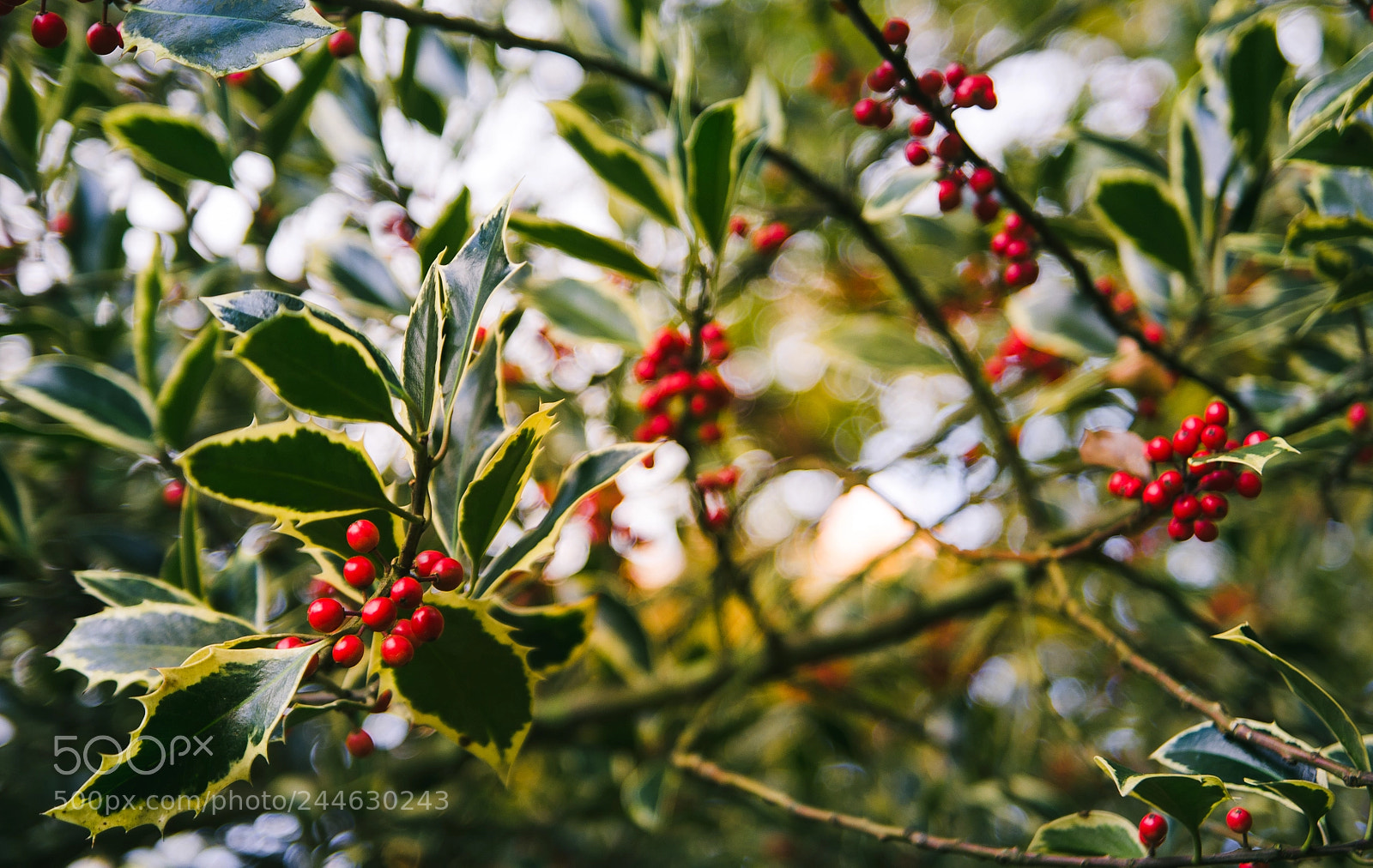 Nikon D5100 sample photo. Winter walk photography