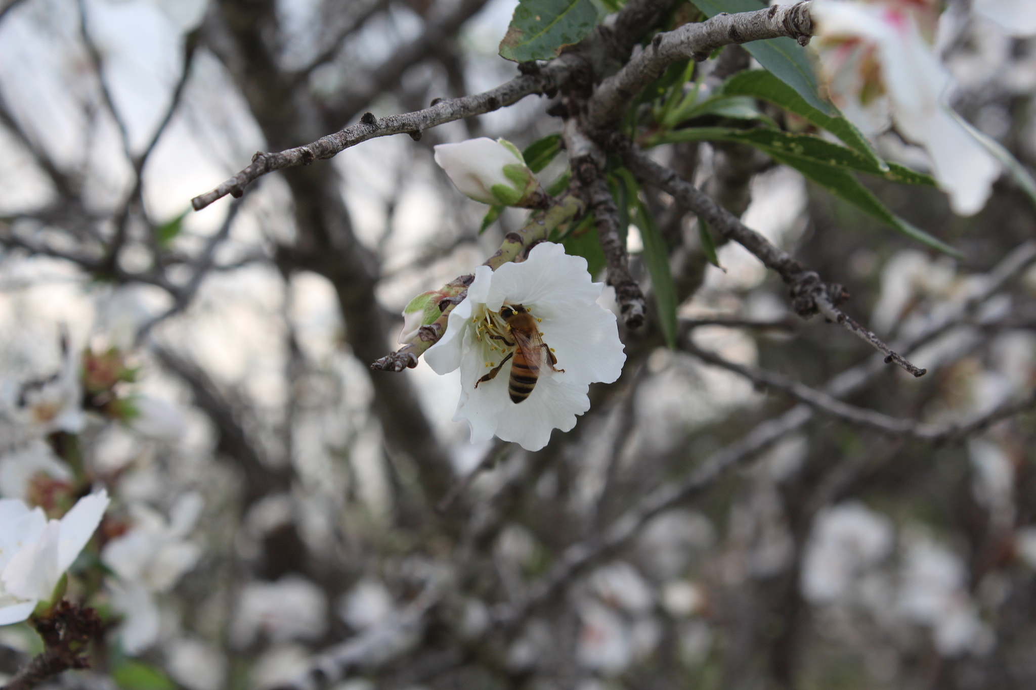 Canon EOS 650D (EOS Rebel T4i / EOS Kiss X6i) sample photo. A bee suck nectar from almond tree flower photography