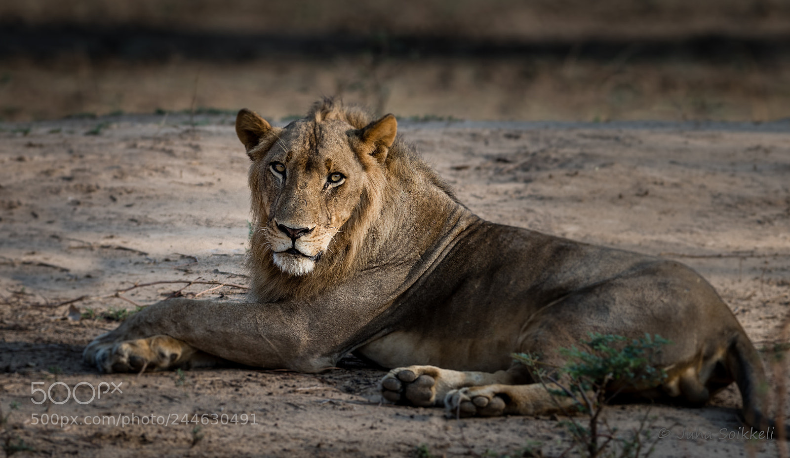 Nikon D810 sample photo. Lion photography