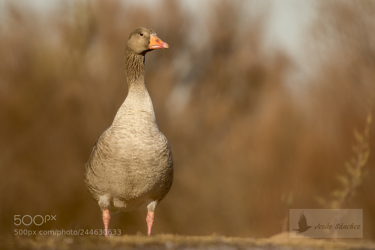 Canon EOS 7D Mark II sample photo. Nsar com n anser photography