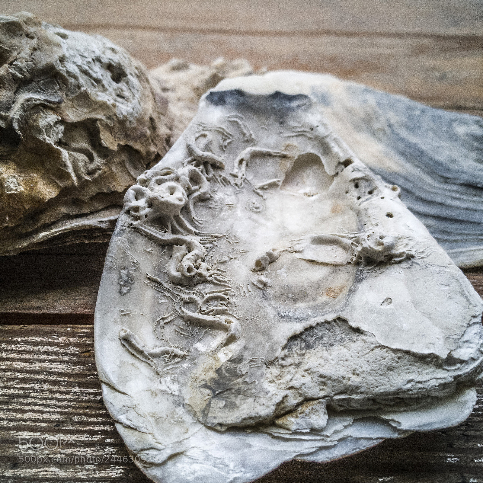 HUAWEI P10 sample photo. Shells 1.2.2018 photography