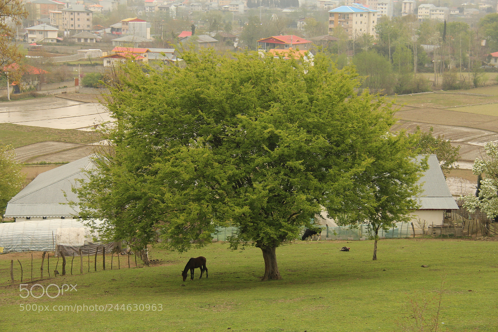 Canon EF-S 18-200mm F3.5-5.6 IS sample photo. Masal.gilan photography