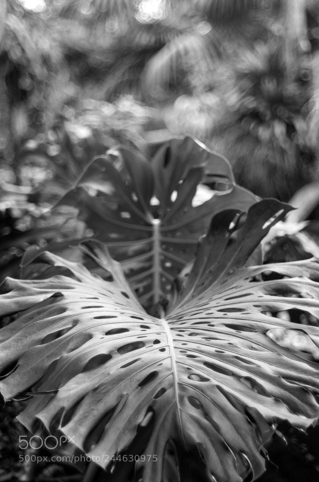Pentax K-5 IIs sample photo. Leaf photography