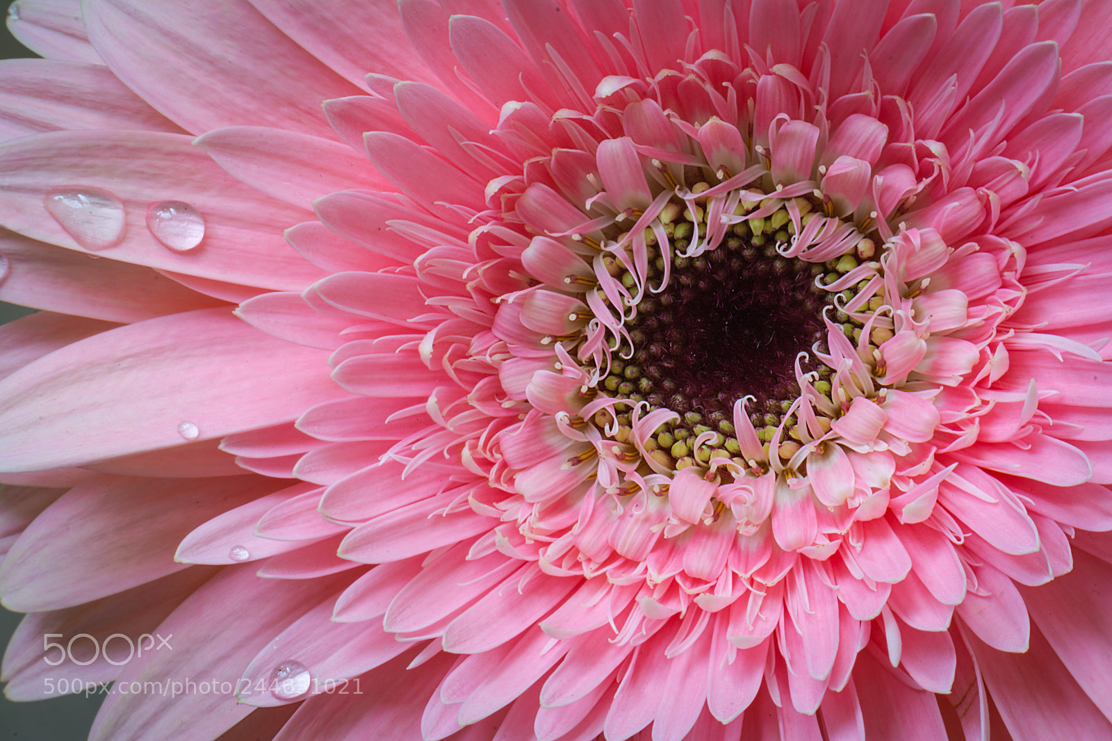Nikon D7100 sample photo. P i n k photography