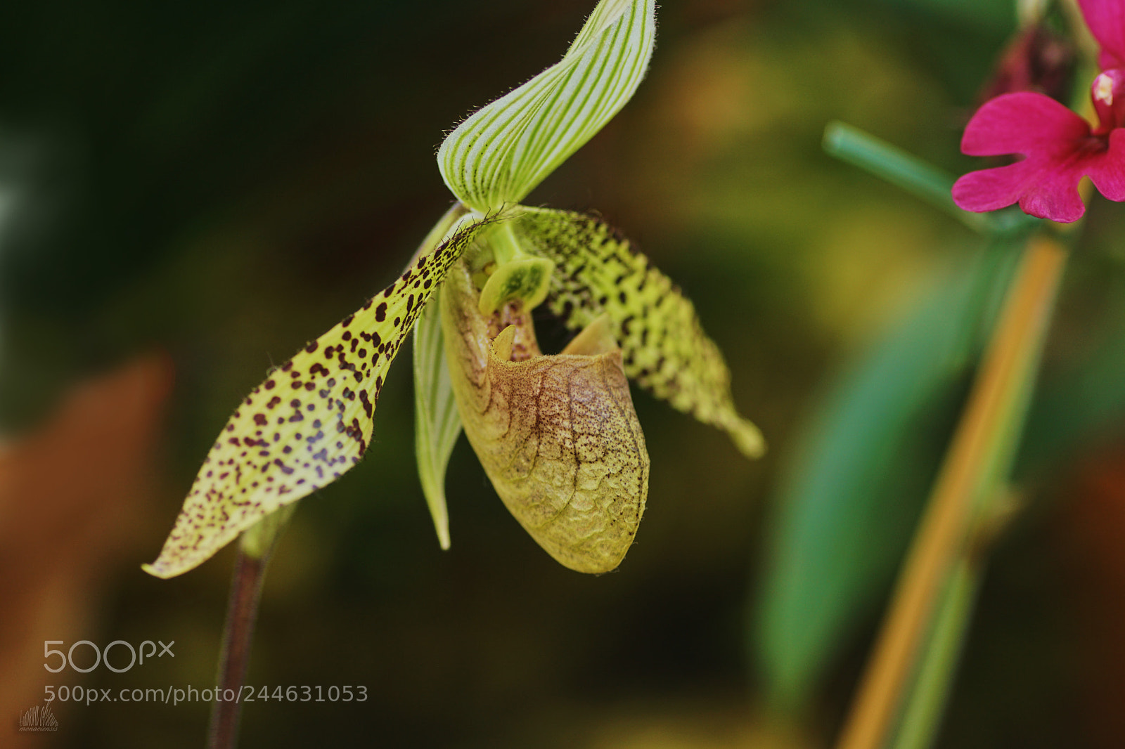 Sony ILCA-77M2 sample photo. Lady´s slipper photography