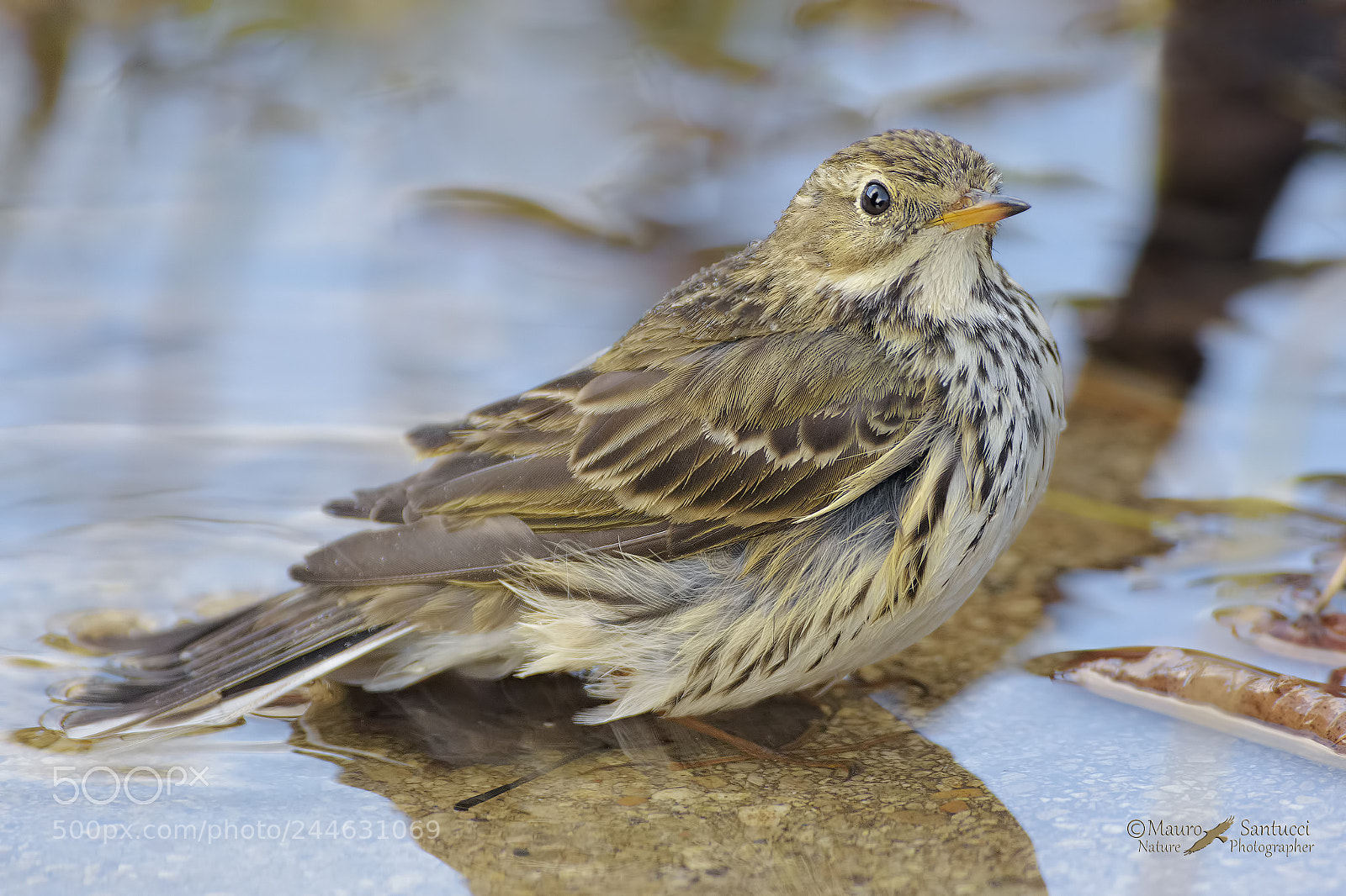 Nikon D7200 sample photo. Pispola_anthus pratensis photography