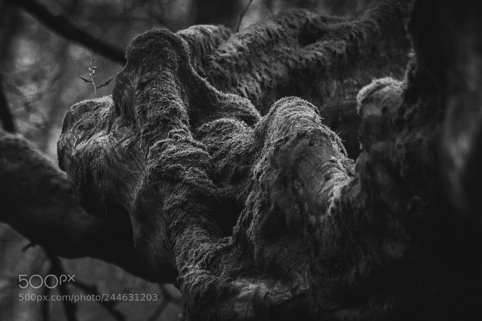 Canon EOS 650D (EOS Rebel T4i / EOS Kiss X6i) sample photo. Mossy contorted tree photography