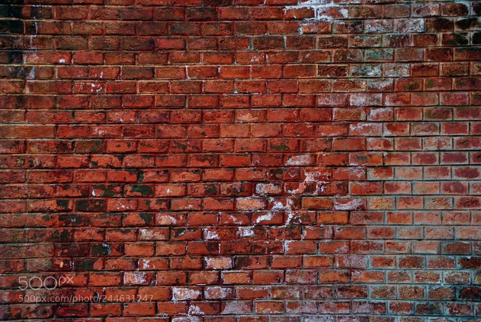 Sony Alpha DSLR-A200 sample photo. The wall photography