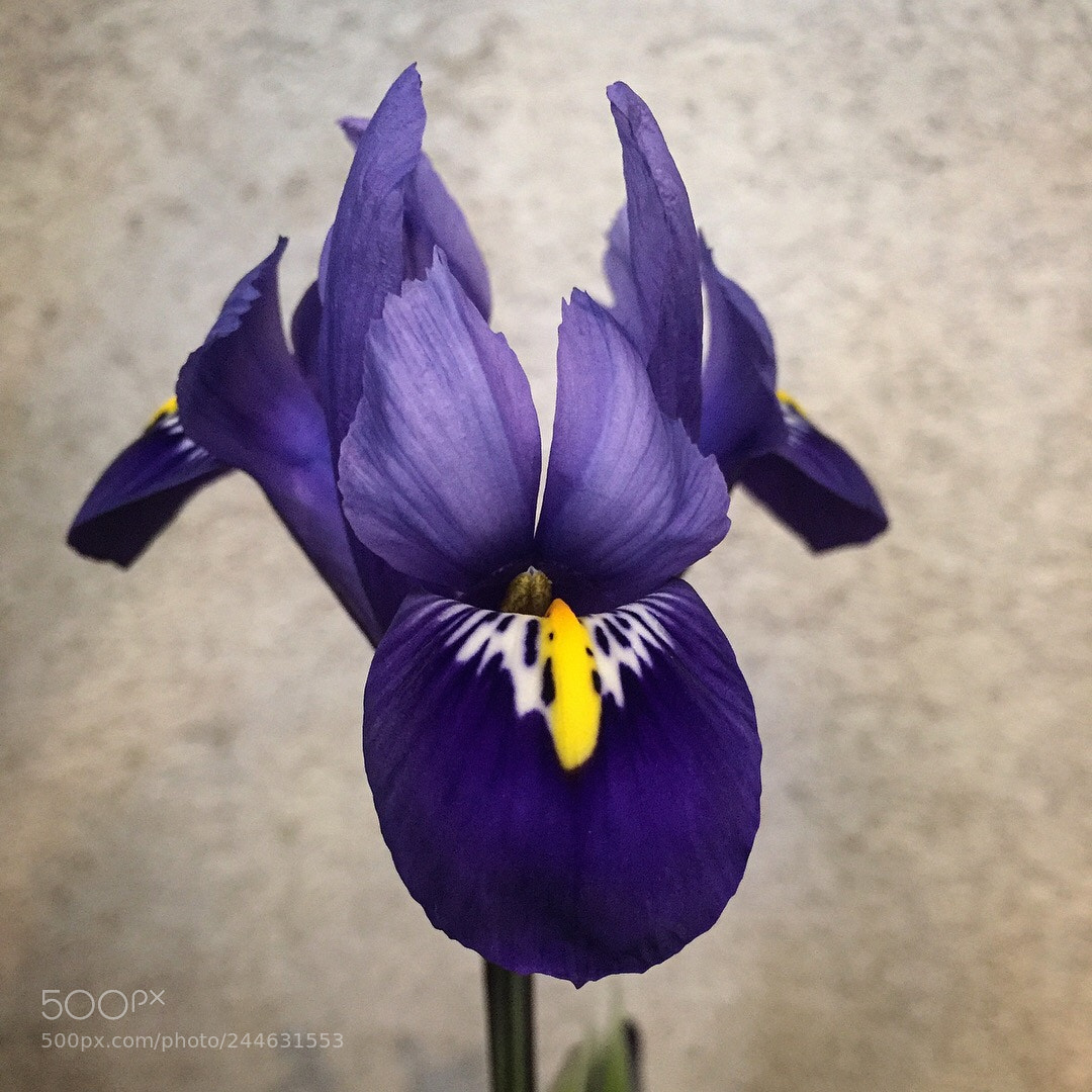 Apple iPhone 6 sample photo. Iris photography
