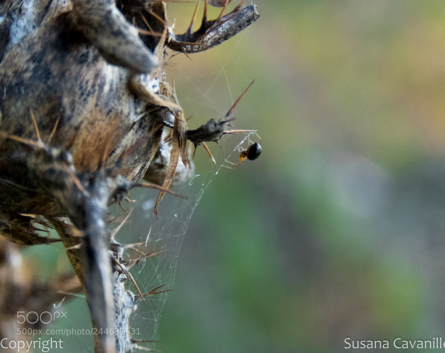 Canon PowerShot SX60 HS sample photo. Araña currante photography