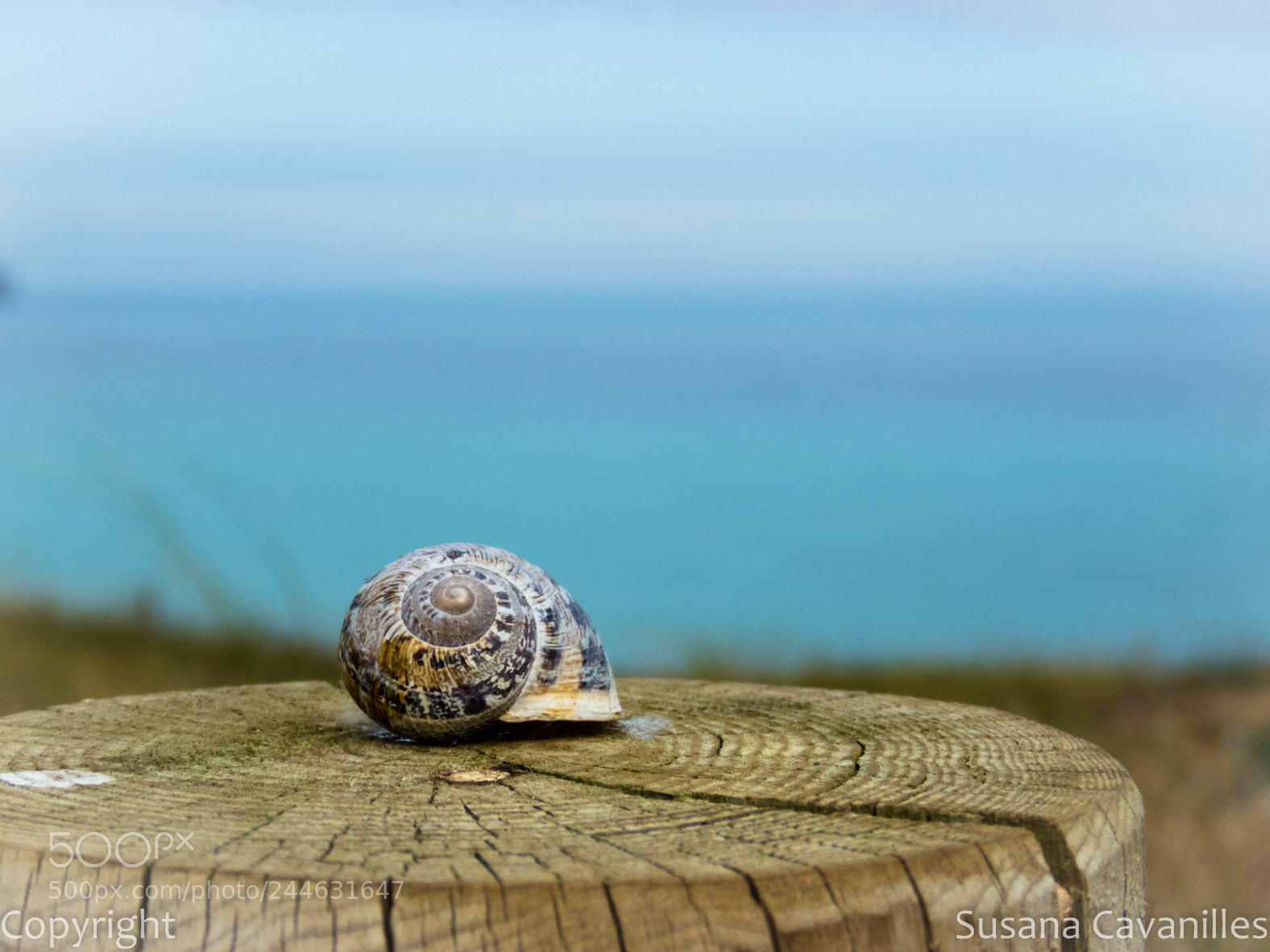 Canon PowerShot SX60 HS sample photo. Caracol de mar photography