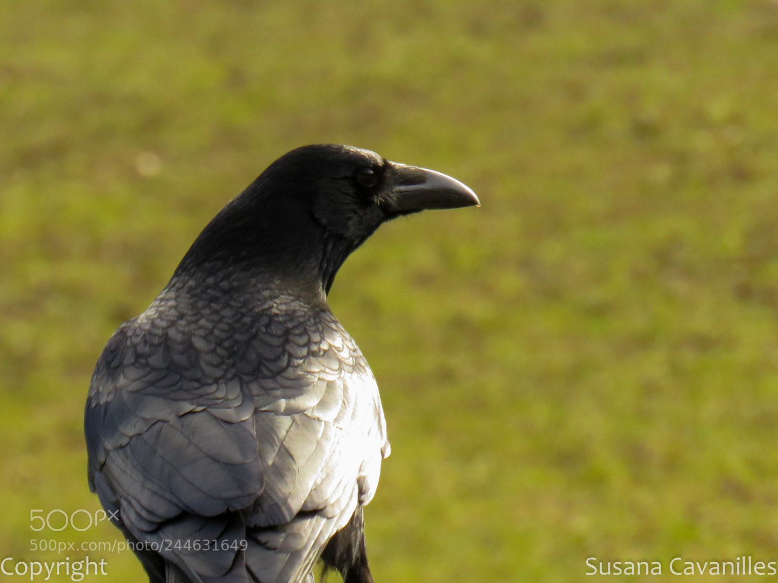 Canon PowerShot SX60 HS sample photo. Cuervo photography