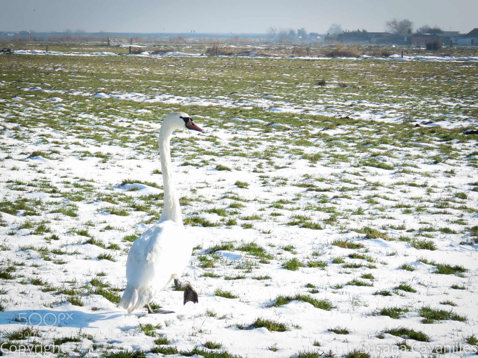 Canon PowerShot SX60 HS sample photo. Cisne al sol photography