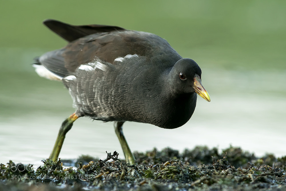 Canon EOS 7D Mark II sample photo. Moorhen photography