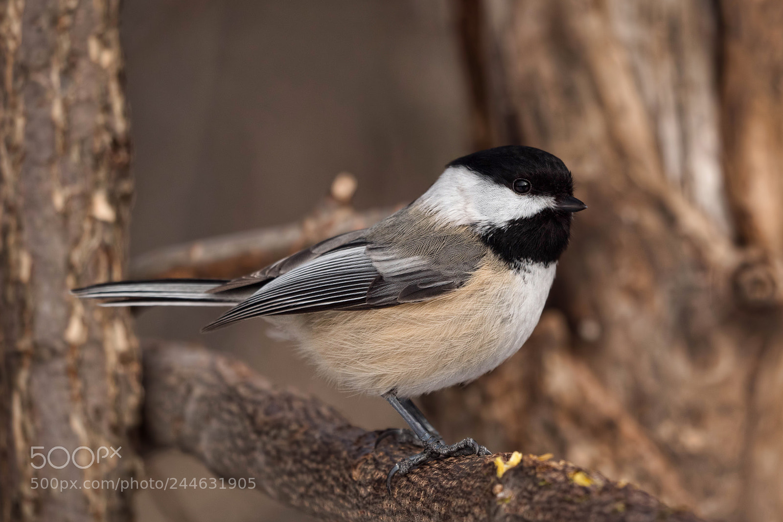 Panasonic Lumix DC-G9 sample photo. The black-capped chickadee photography