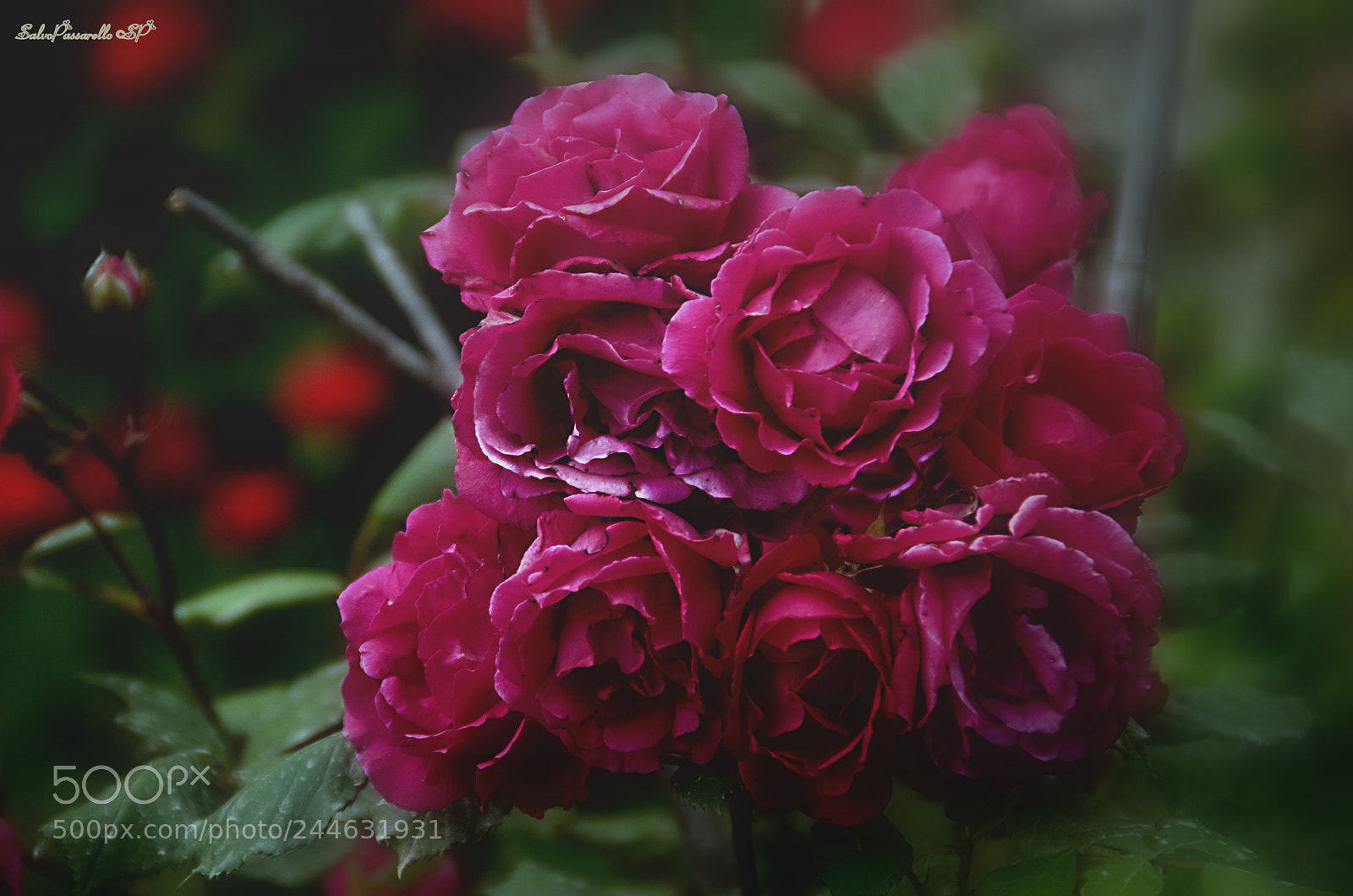 Nikon D5100 sample photo. A bunch of beauty photography