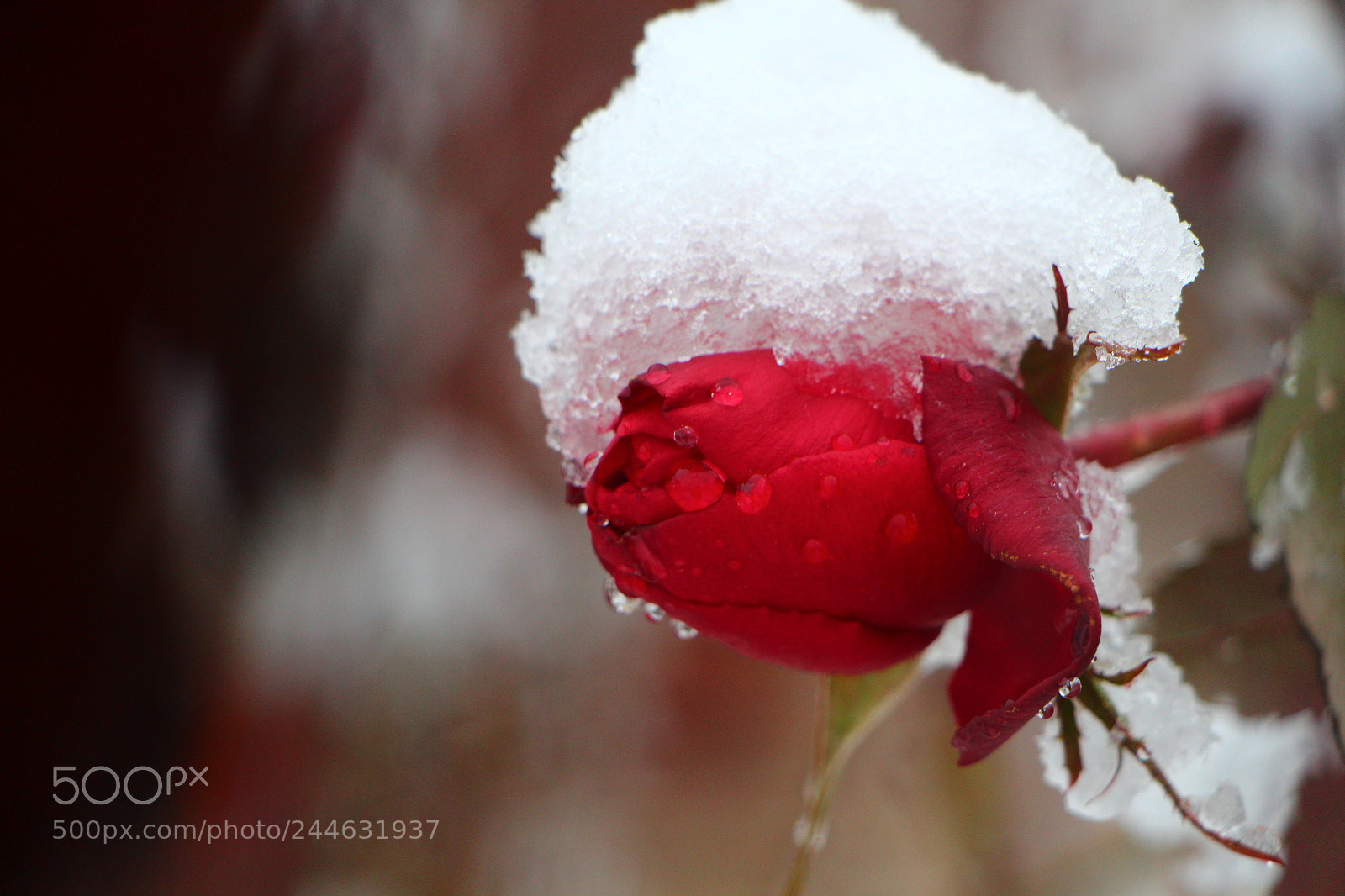 Canon EOS 650D (EOS Rebel T4i / EOS Kiss X6i) sample photo. ?❄? photography