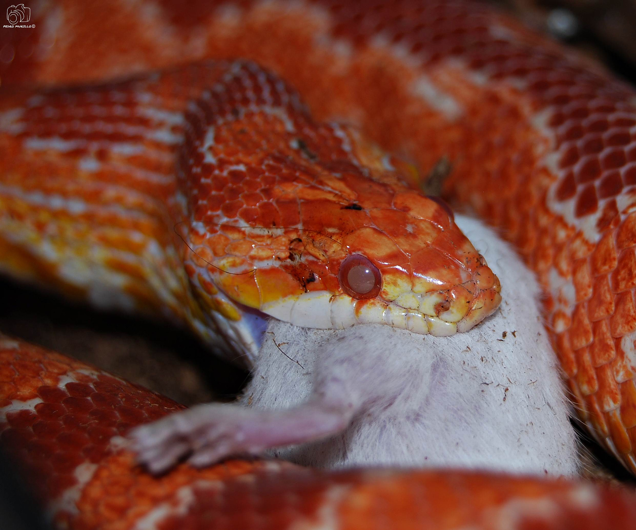Nikon D60 sample photo. Elaphe guttata photography