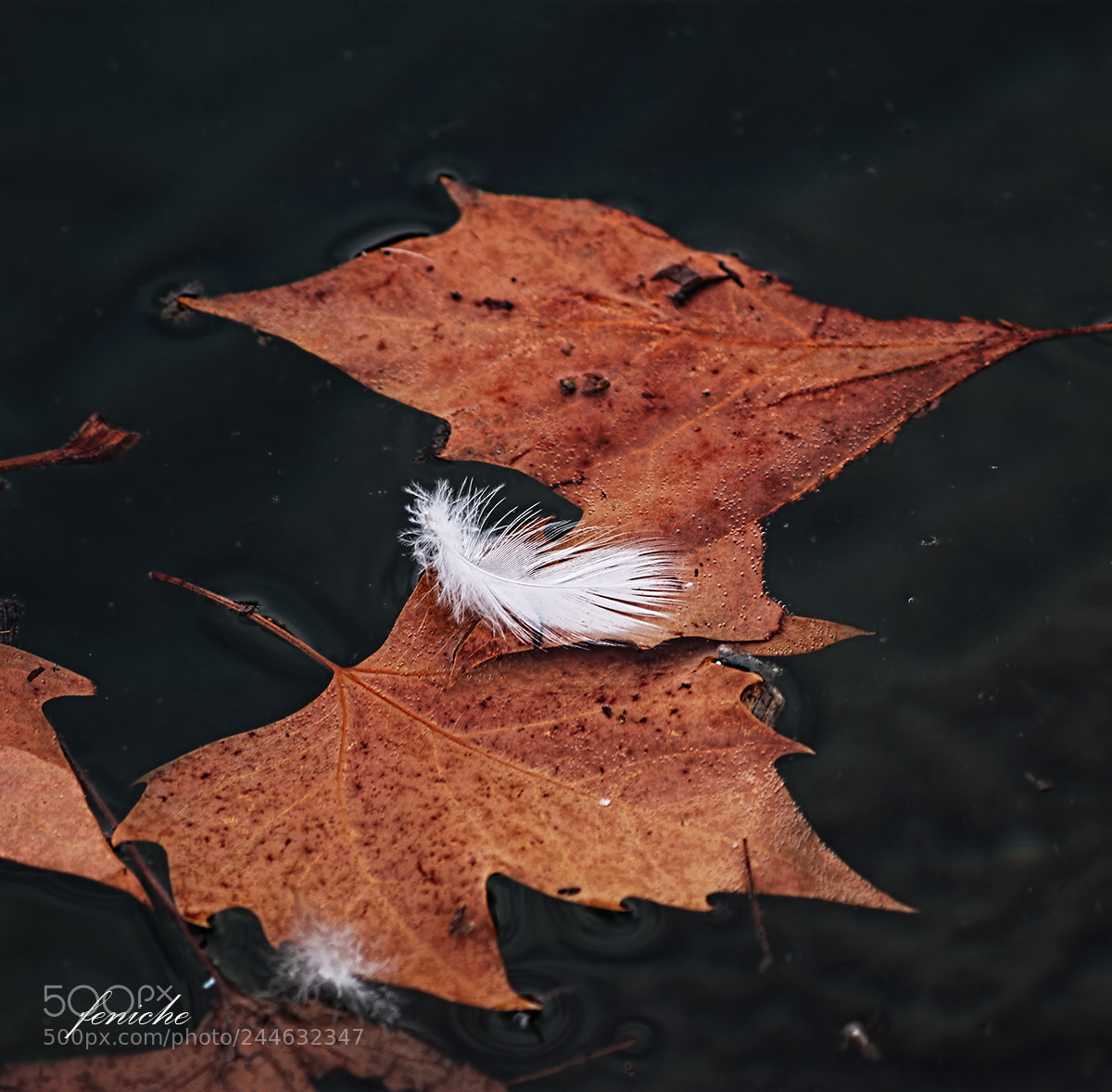 Canon EOS 77D (EOS 9000D / EOS 770D) sample photo. Hojas otoño b photography