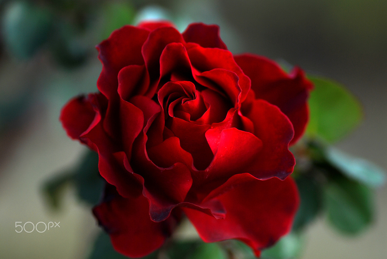 Nikon D200 sample photo. Red rose in winter photography