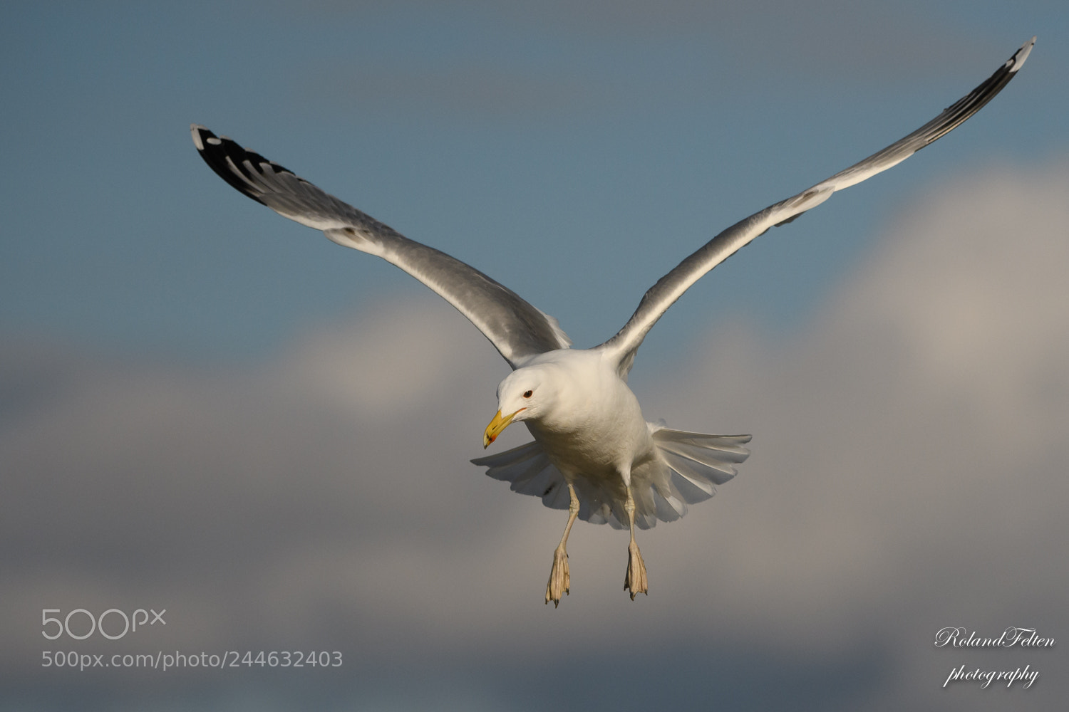 Nikon D500 sample photo. Caspian gull photography