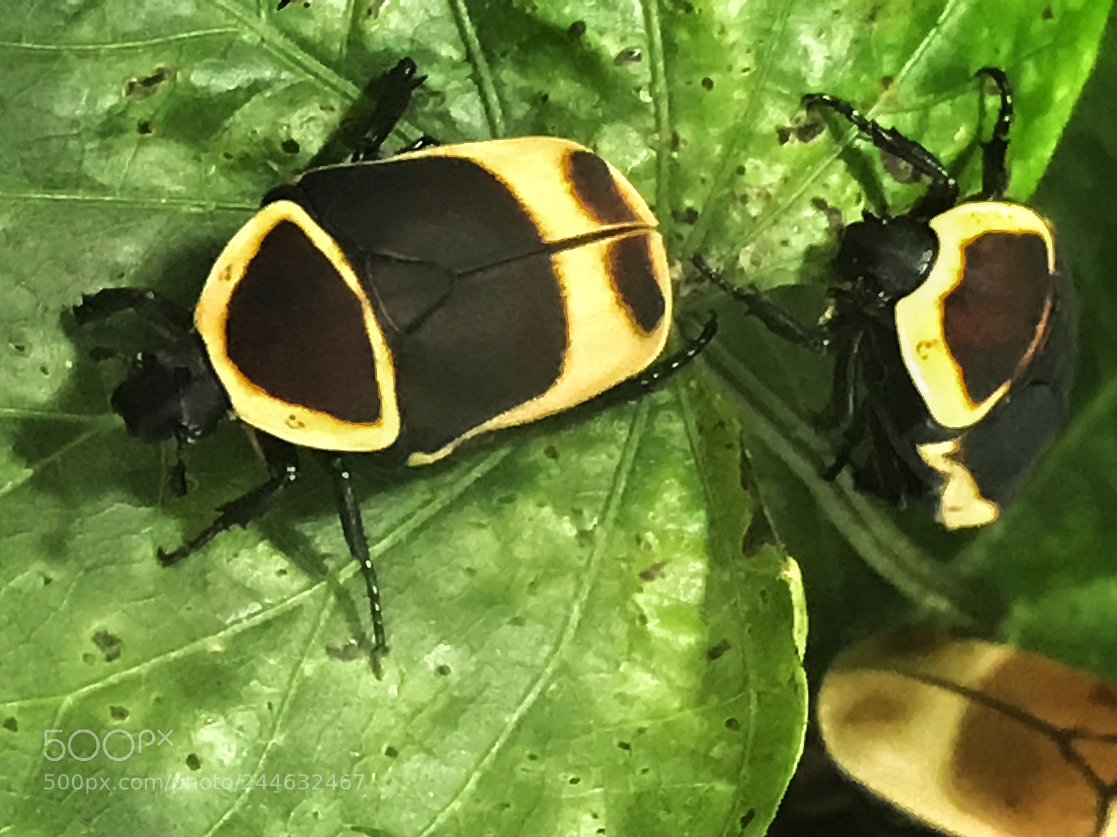 Apple iPhone 7 sample photo. Sun beetles photography