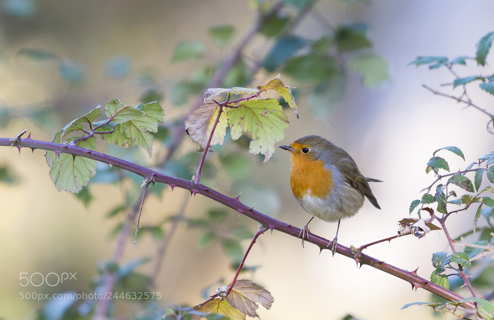 Nikon D610 sample photo. Robin photography