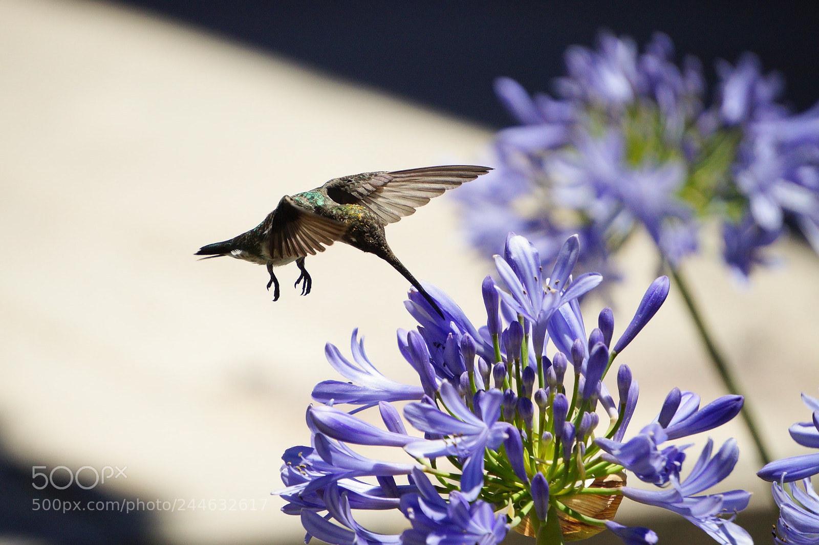 Sony Alpha a3500 sample photo. Bfeo photography
