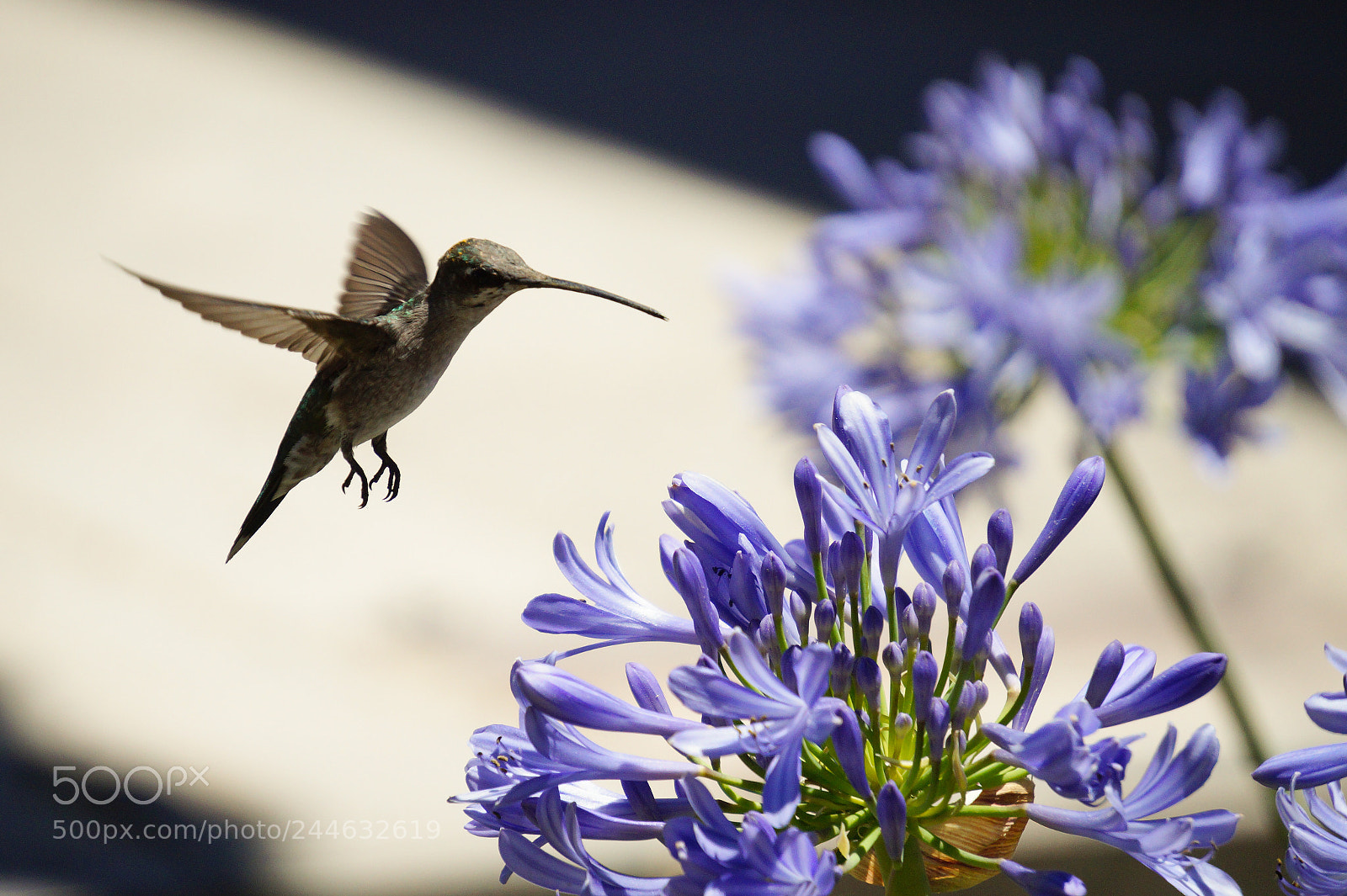 Sony Alpha a3500 sample photo. Bccbo photography