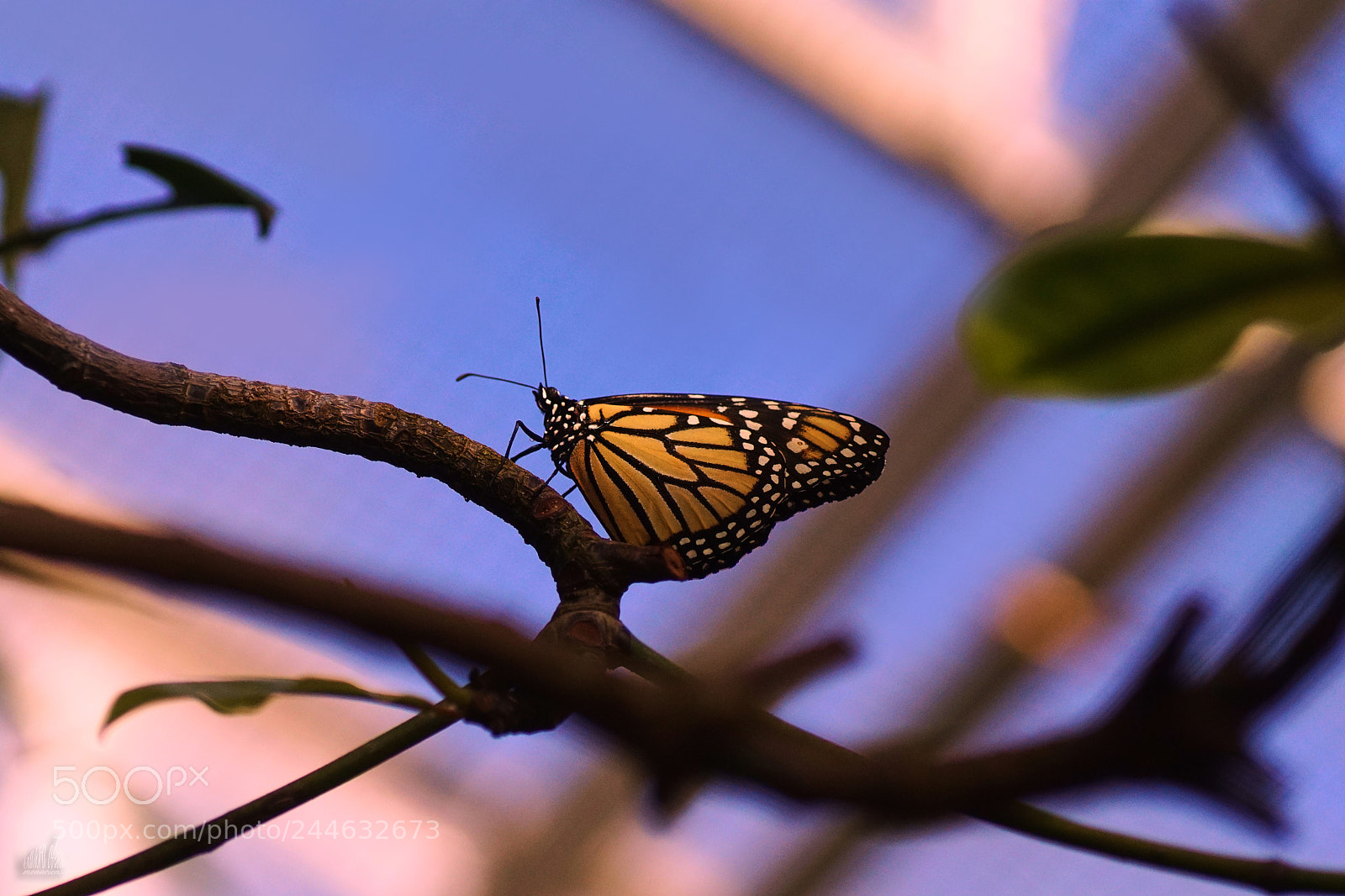 Sony ILCA-77M2 sample photo. Resting in beauty photography