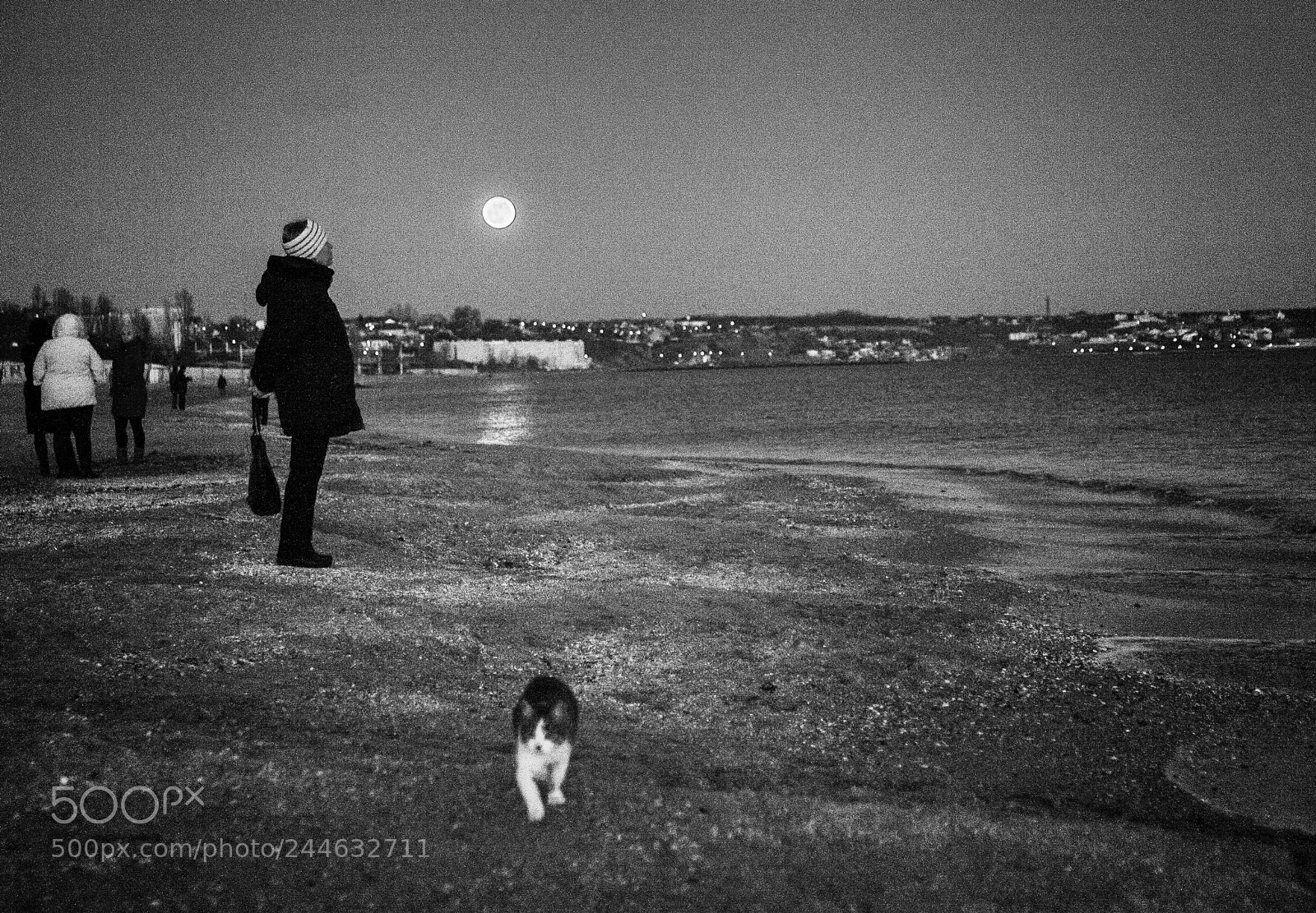 Canon EOS 5D sample photo. Lunar cat photography