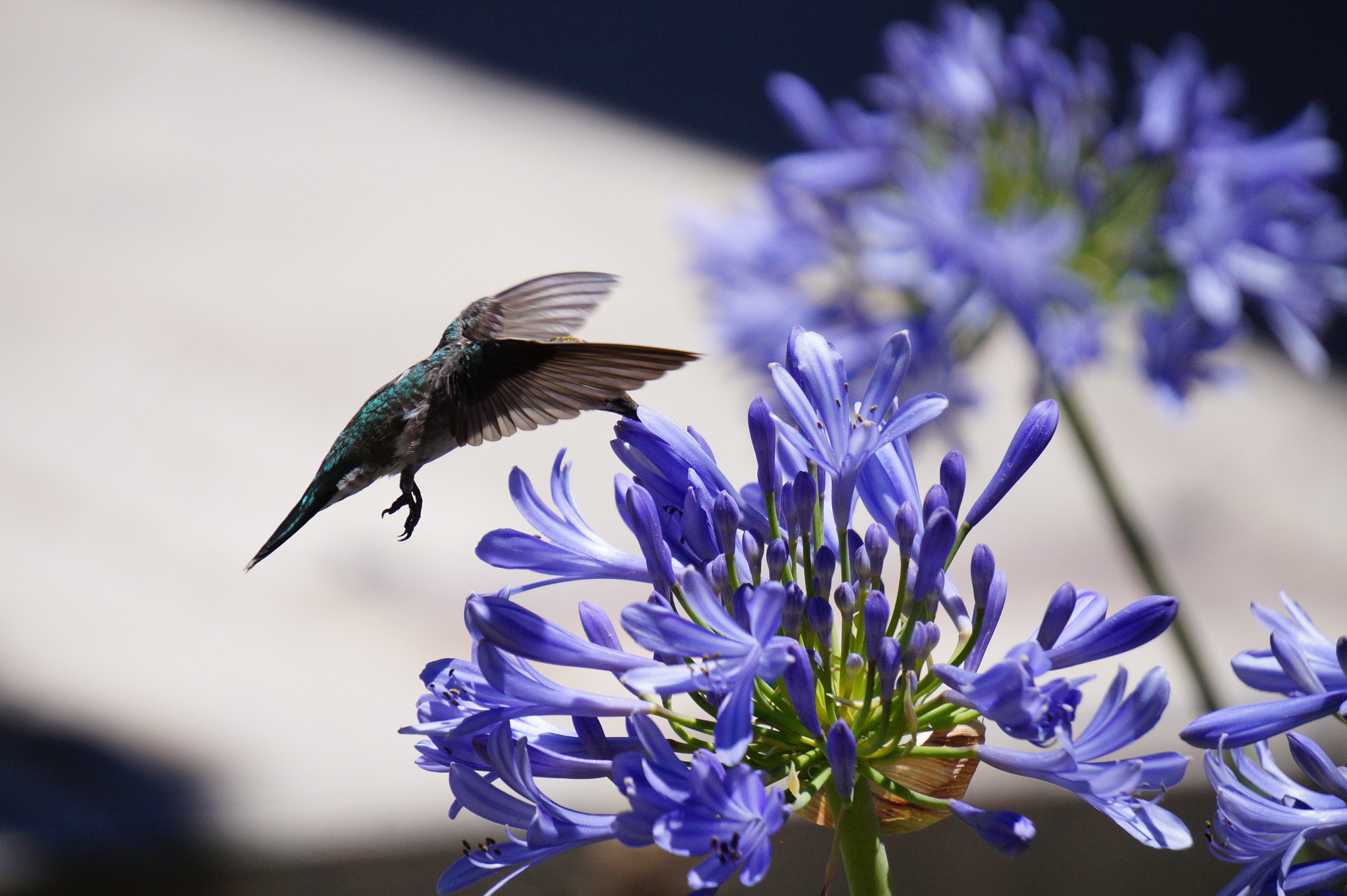 Sony E 55-210mm F4.5-6.3 OSS sample photo. Bbo photography