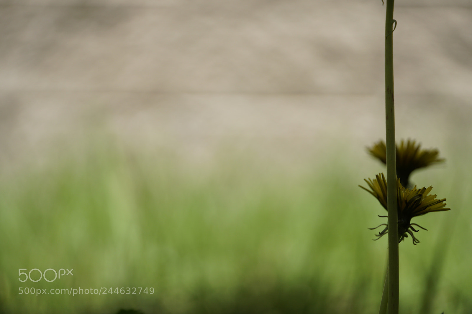 Sony a6500 sample photo. Garden photography