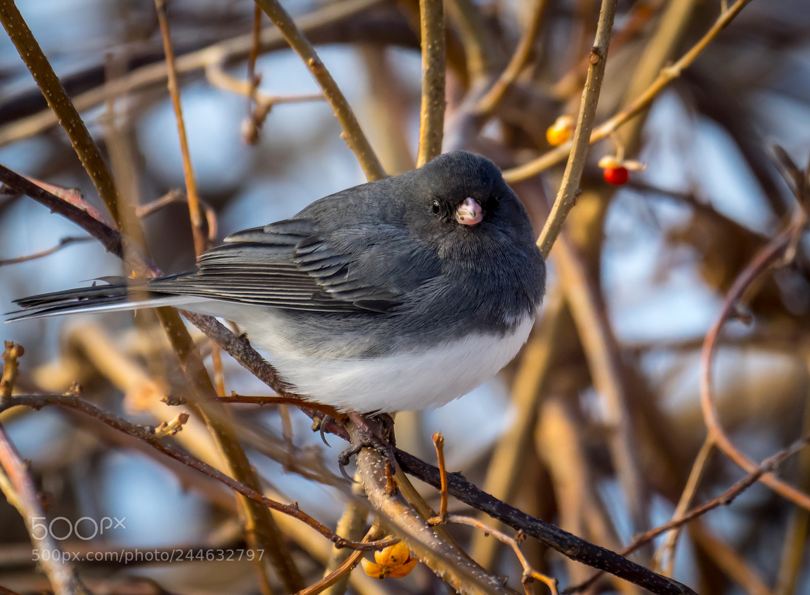 Olympus OM-D E-M1 sample photo. Dark-eyed junco photography