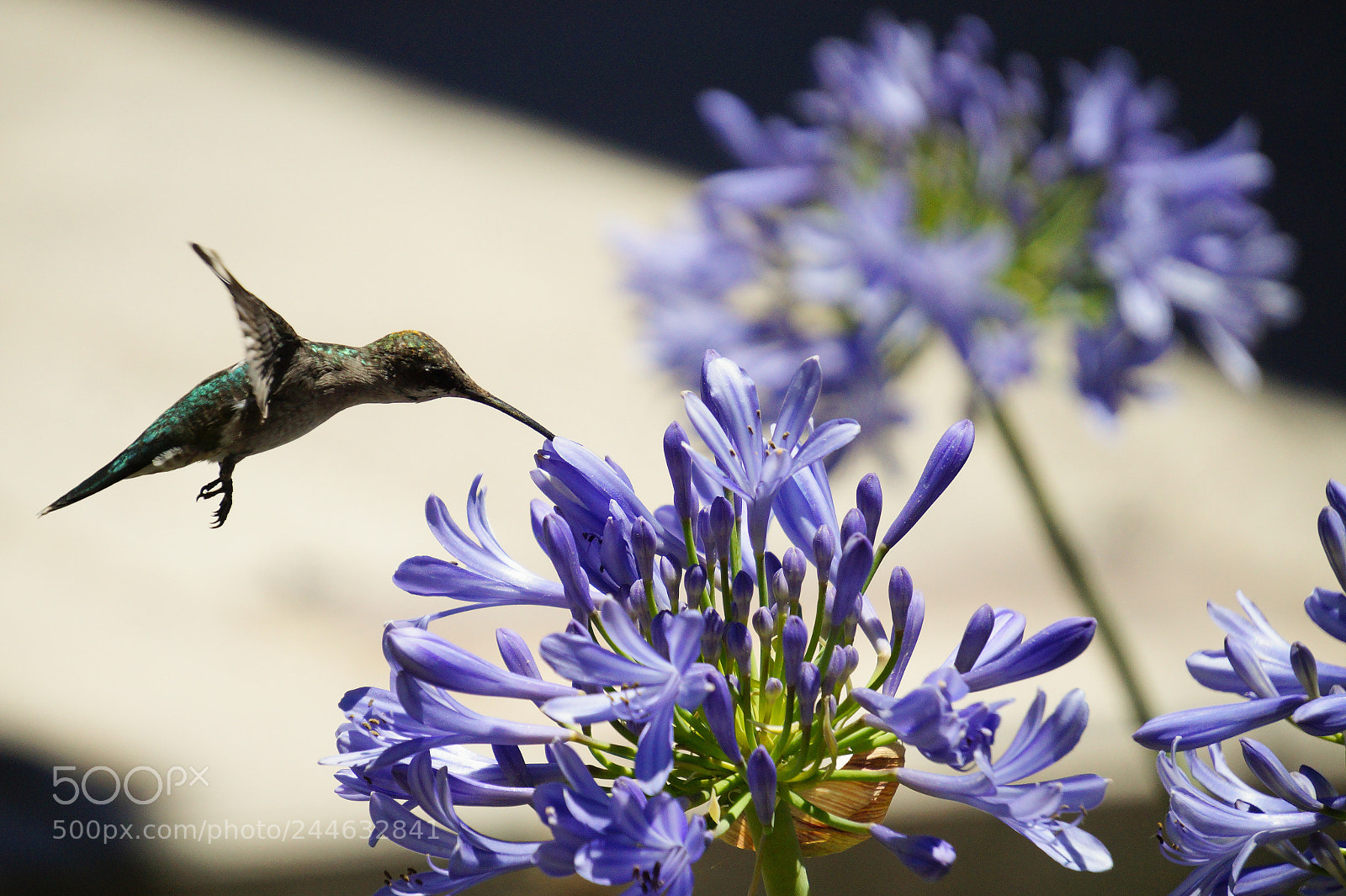 Sony Alpha a3500 sample photo. Fecb o photography