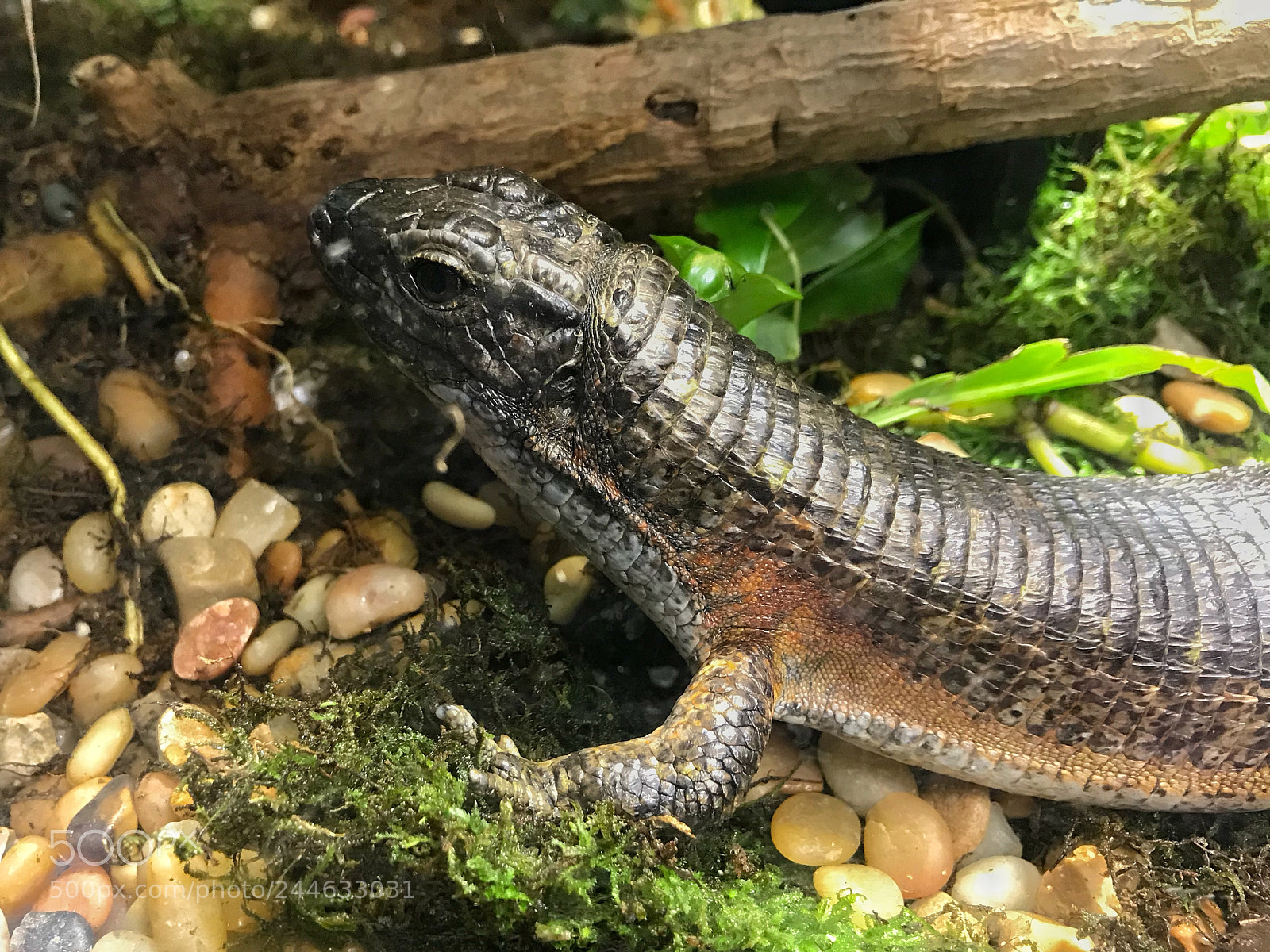 Apple iPhone 7 sample photo. Southeastern girdled lizard photography