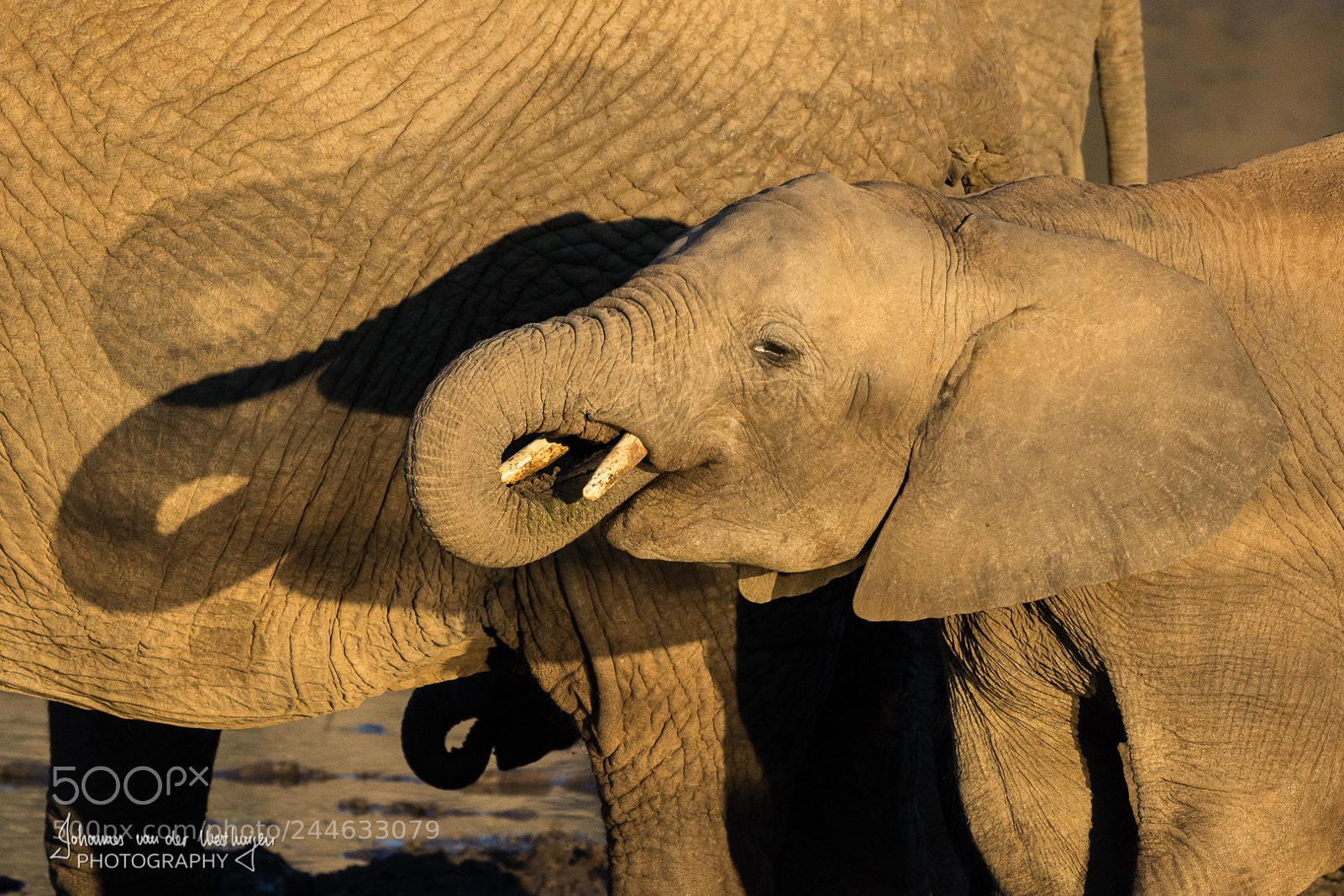 Nikon D7100 sample photo. Elephant repetition photography