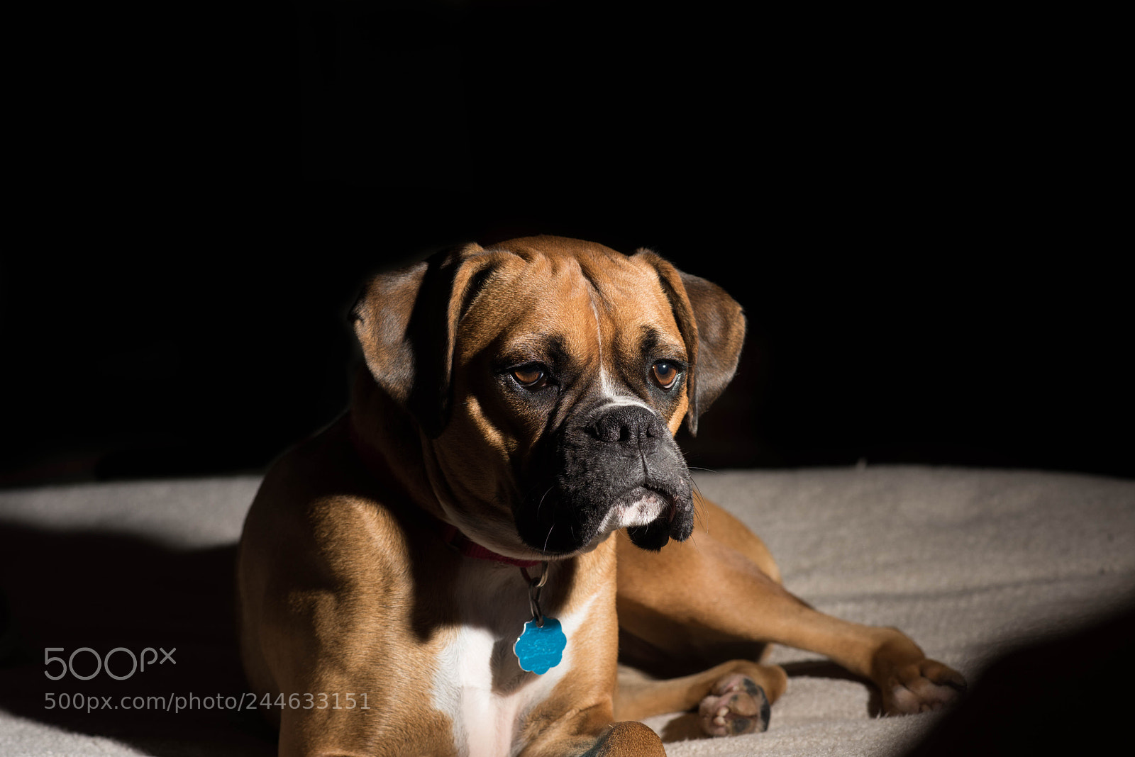 Nikon D810 sample photo. Untitled photography