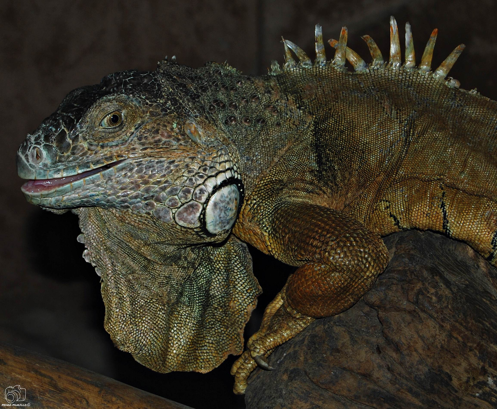 Nikon D60 sample photo. Iguana photography